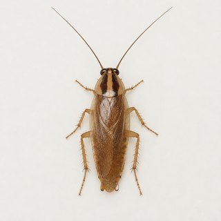 Prusaki