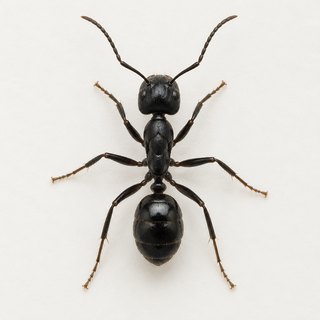Skudras